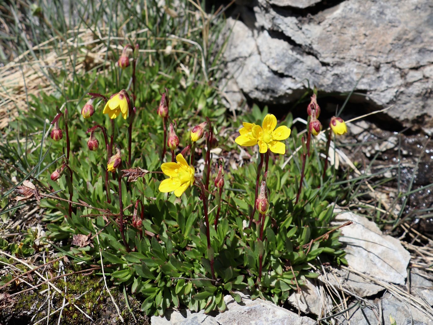 Image of Saxifraga hirculus specimen.