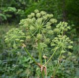 Archangelica officinalis