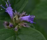 Agastache rugosa. Цветок. Калужская обл., Боровский р-н, дер. Чёлохово, высота 200 м н.у.м, в парнике. 6 августа 2025 г.
