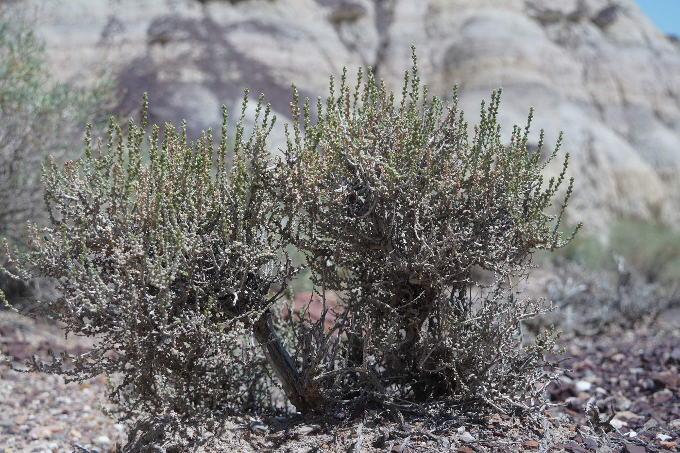 Image of genus Salsola specimen.