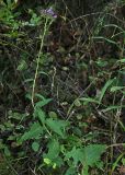 Saussurea odontolepis