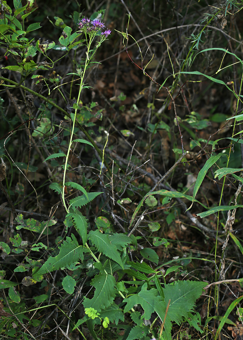 Изображение особи Saussurea odontolepis.