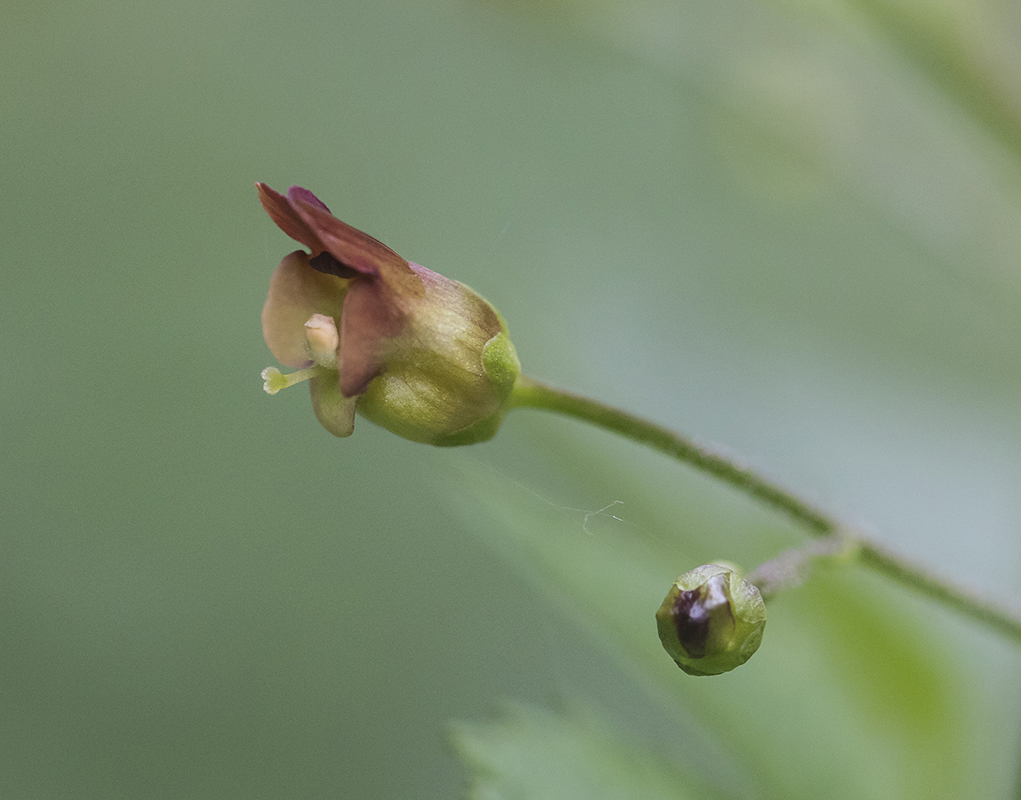 Изображение особи Scrophularia nodosa.
