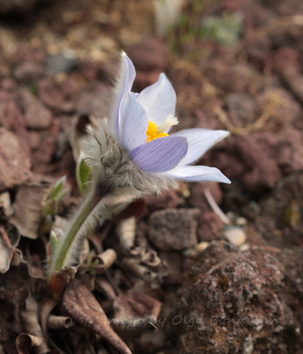 Изображение особи Miyakea integrifolia.