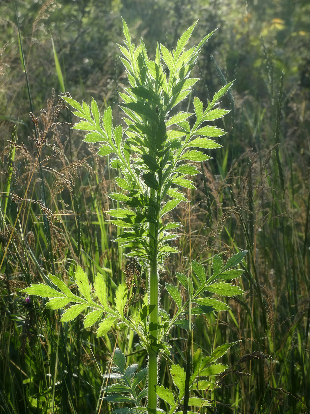 Image of Unknown species specimen.