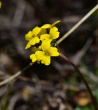 род Draba