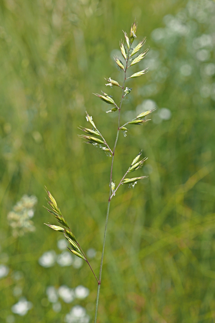 Image of Festuca valesiaca specimen.