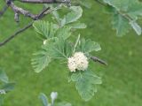 Sorbus caucasica. Соцветие и листья. Карачаево-Черкесия, Зеленчукский р-н, гора Джангур, ≈ 1500 м н.у.м., задернованное скальное обнажение. 04.06.2025.