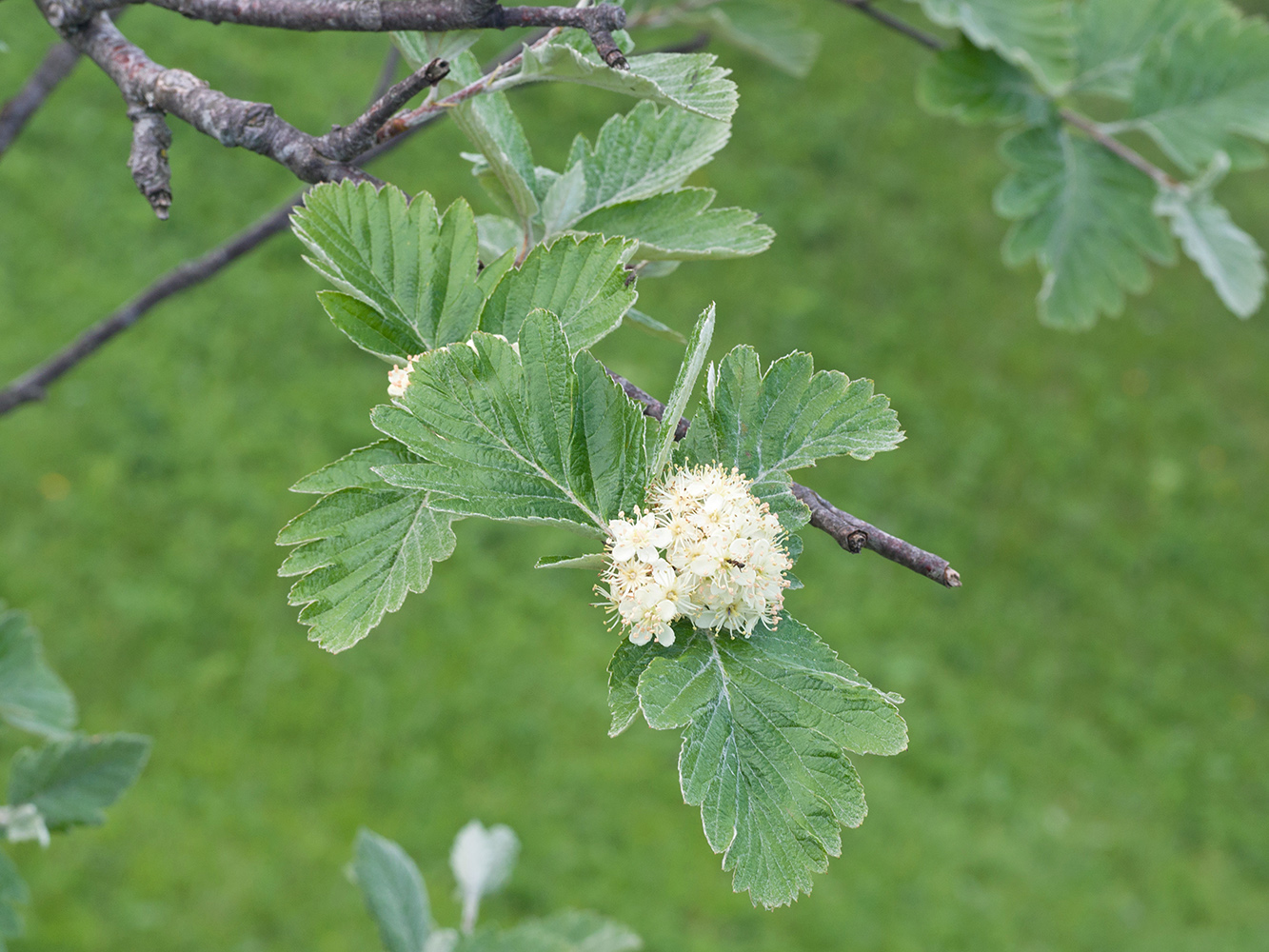 Изображение особи Sorbus caucasica.