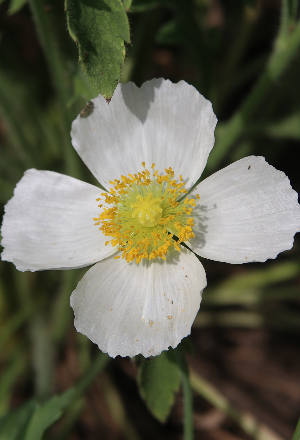 Image of Papaver sokolovskajae specimen.