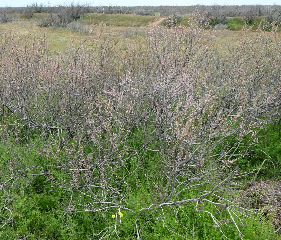 Изображение особи род Tamarix.