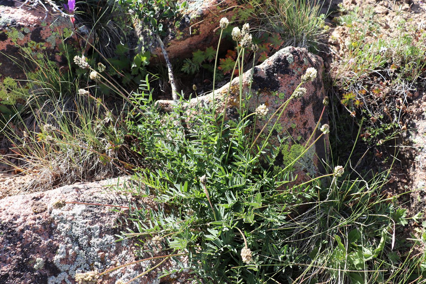 Изображение особи Astragalus subscaposus.