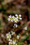 Erophila verna