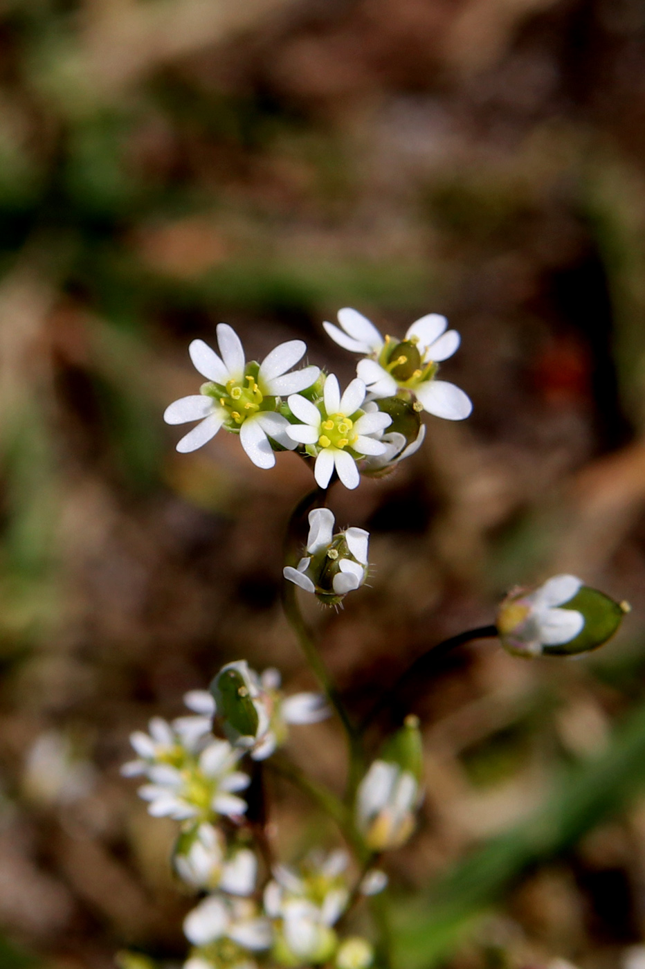 Image of Erophila verna specimen.