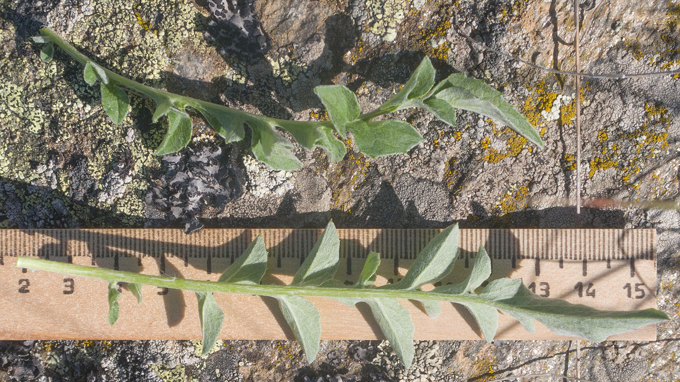 Image of Psephellus caucasicus specimen.