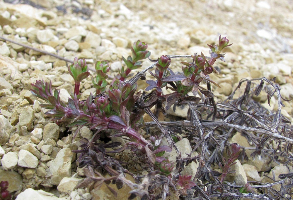 Изображение особи род Galium.