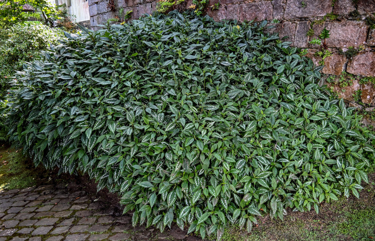 Изображение особи род Strobilanthes.