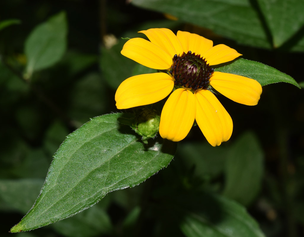 Изображение особи Rudbeckia triloba.