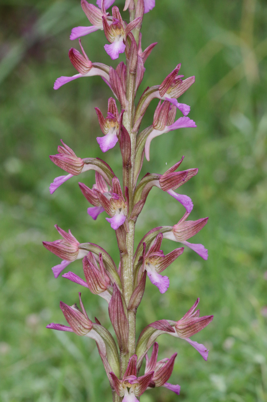 Изображение особи Anacamptis papilionacea ssp. schirwanica.