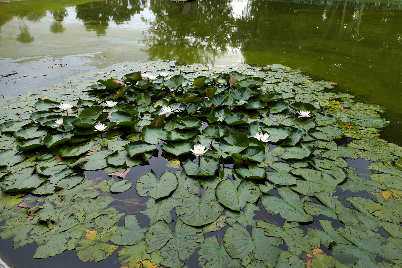 Image of genus Nymphaea specimen.