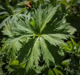 Image of taxon representative. Author is Игорь Павлов