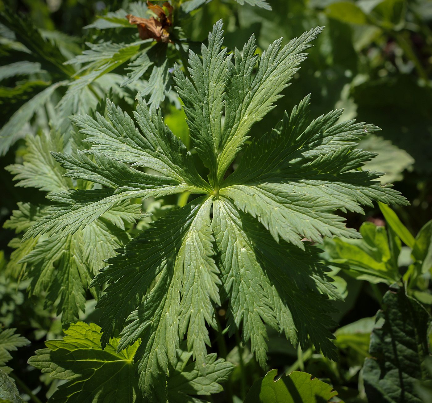 Image of Trollius ranunculinus specimen.