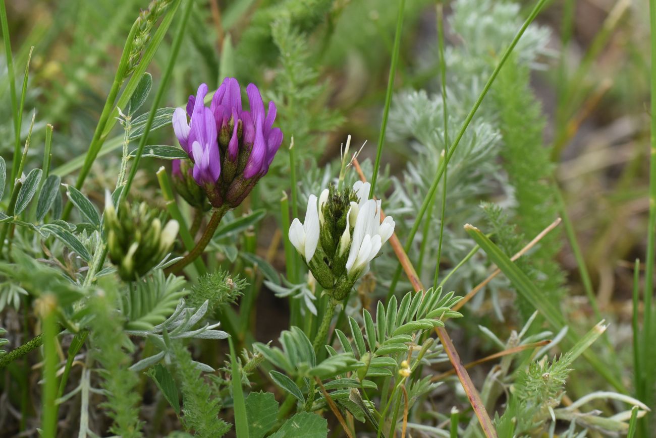 Изображение особи род Astragalus.
