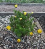 Изображение особи. Автор - Григорий Токарев