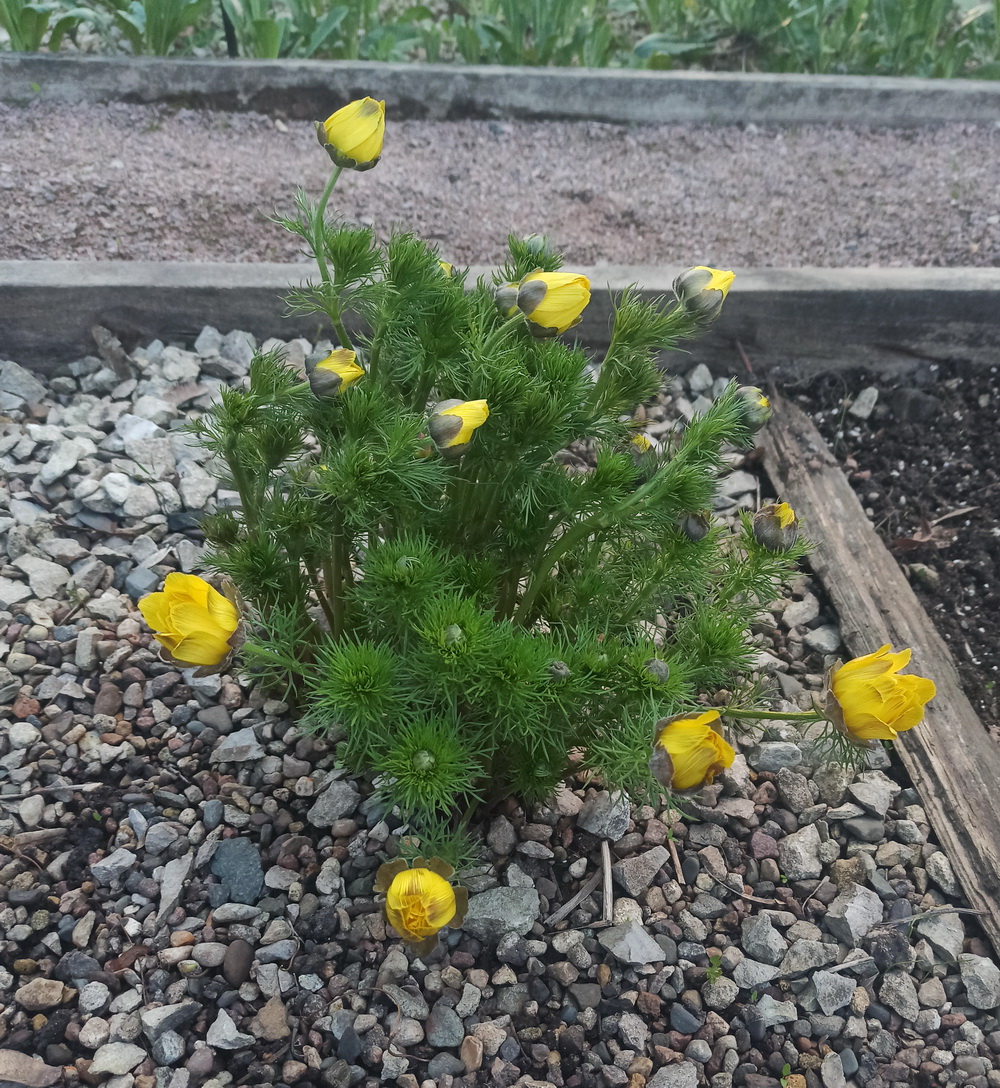 Изображение особи Adonis vernalis.