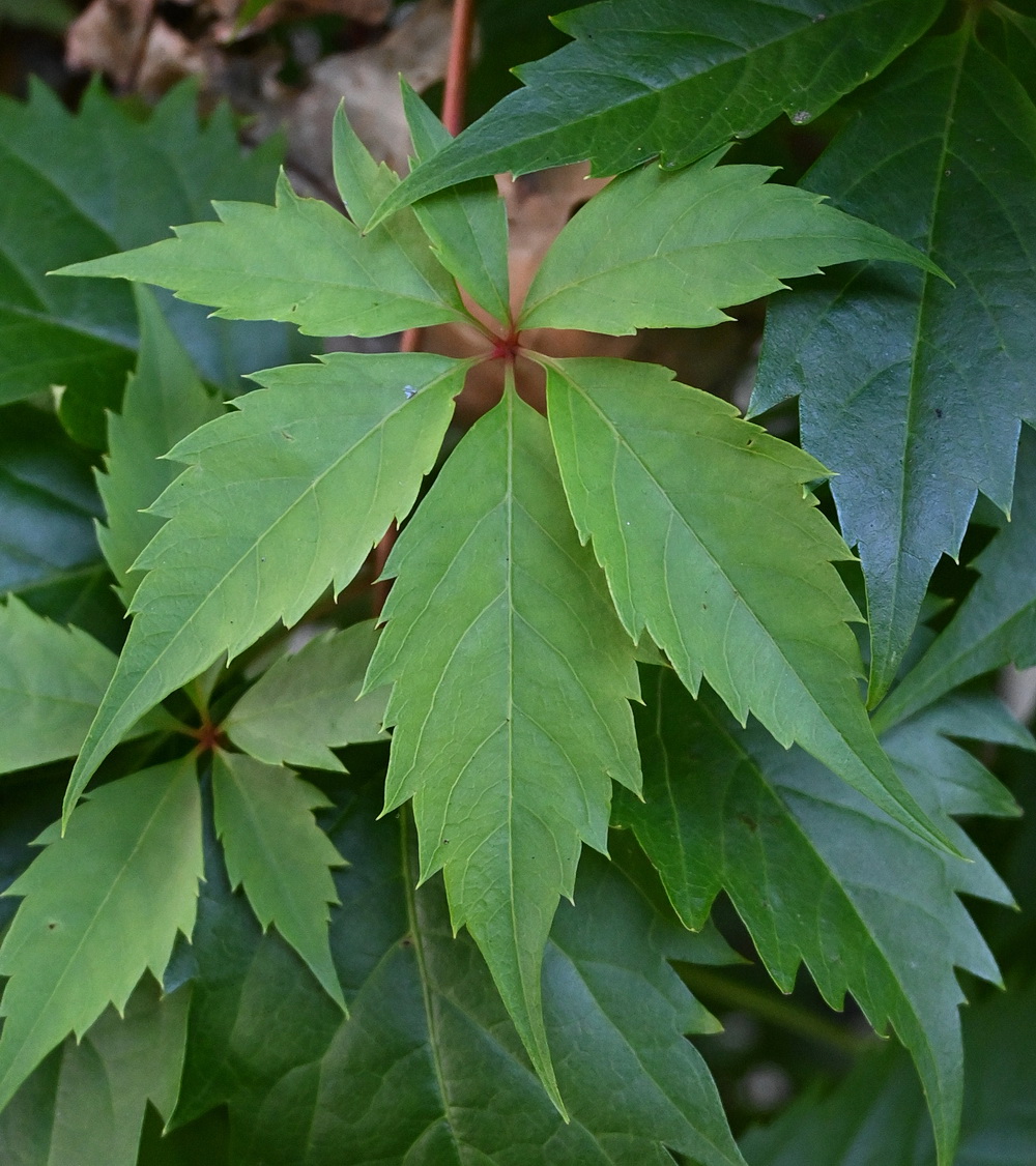 Image of genus Parthenocissus specimen.