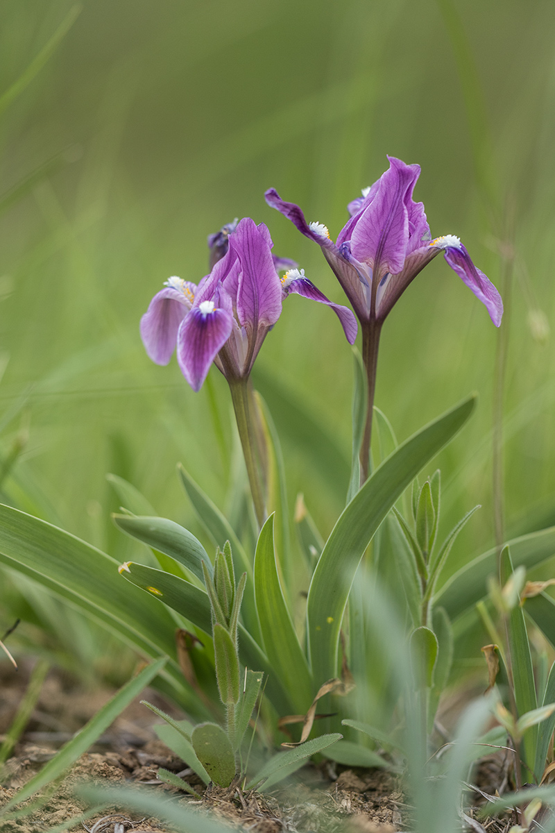 Изображение особи Iris pumila.