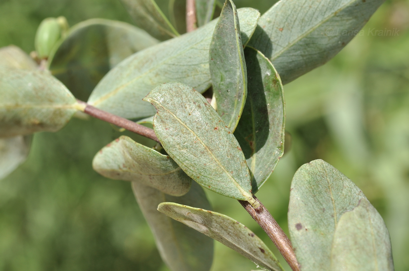 Image of Unknown species specimen.