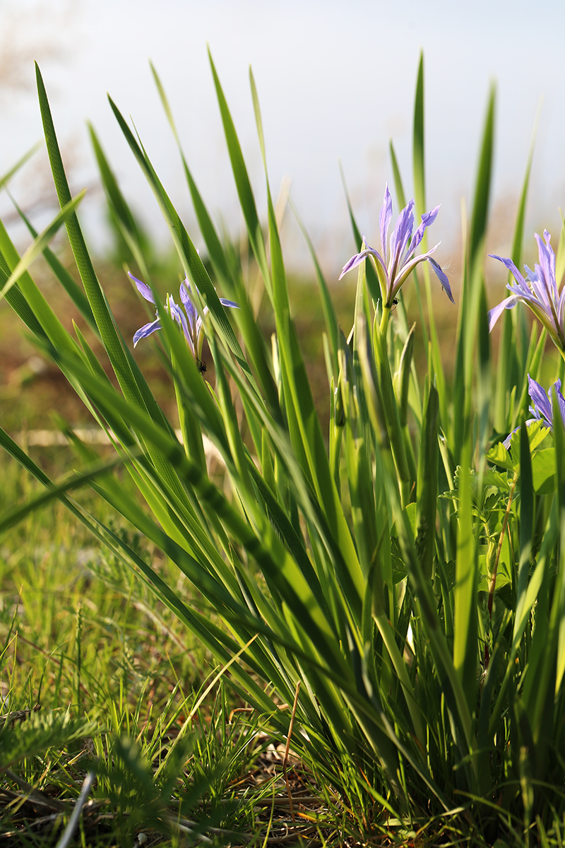 Image of Iris oxypetala specimen.