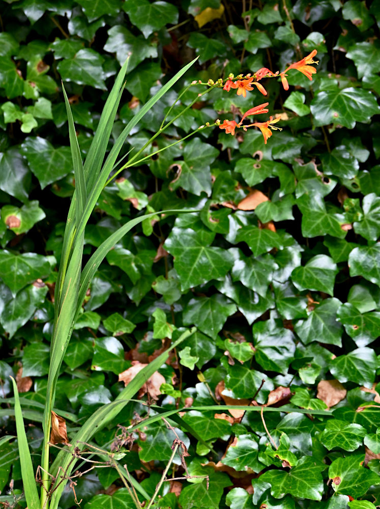 Изображение особи Crocosmia × crocosmiiflora.