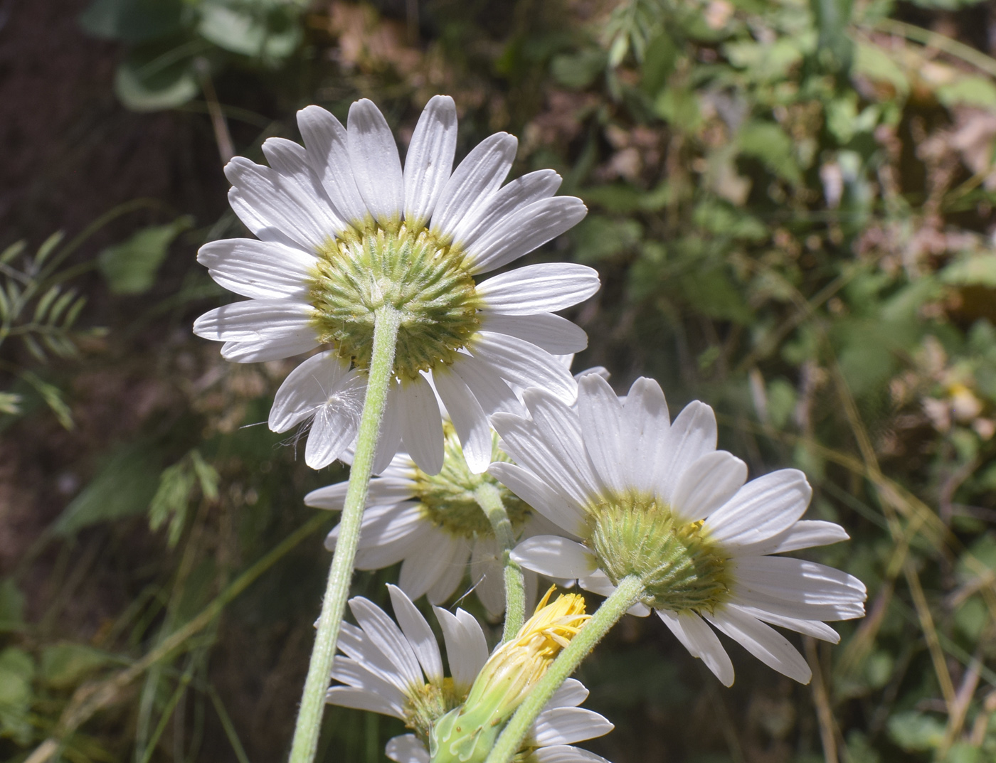 Image of Anthemis triumfetti specimen.