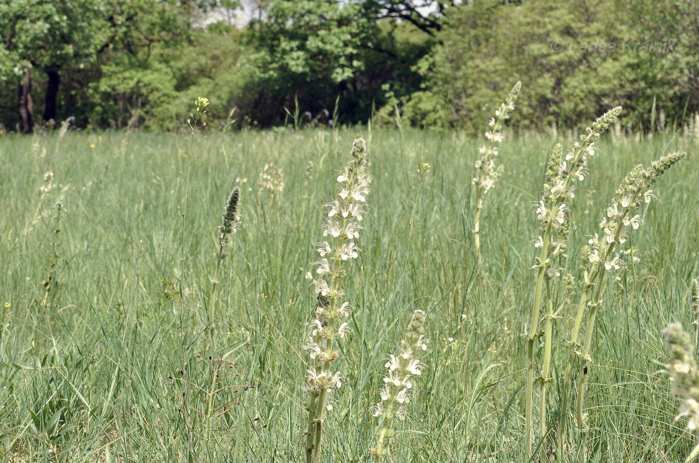 Изображение особи Salvia austriaca.