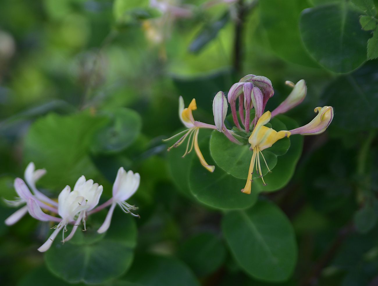 Image of Lonicera caprifolium specimen.