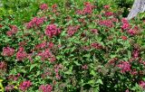 Pentas lanceolata. Цветущие растения. Португалия, о-в Мадейра, г. Фуншал, в культуре. 10.06.2026.