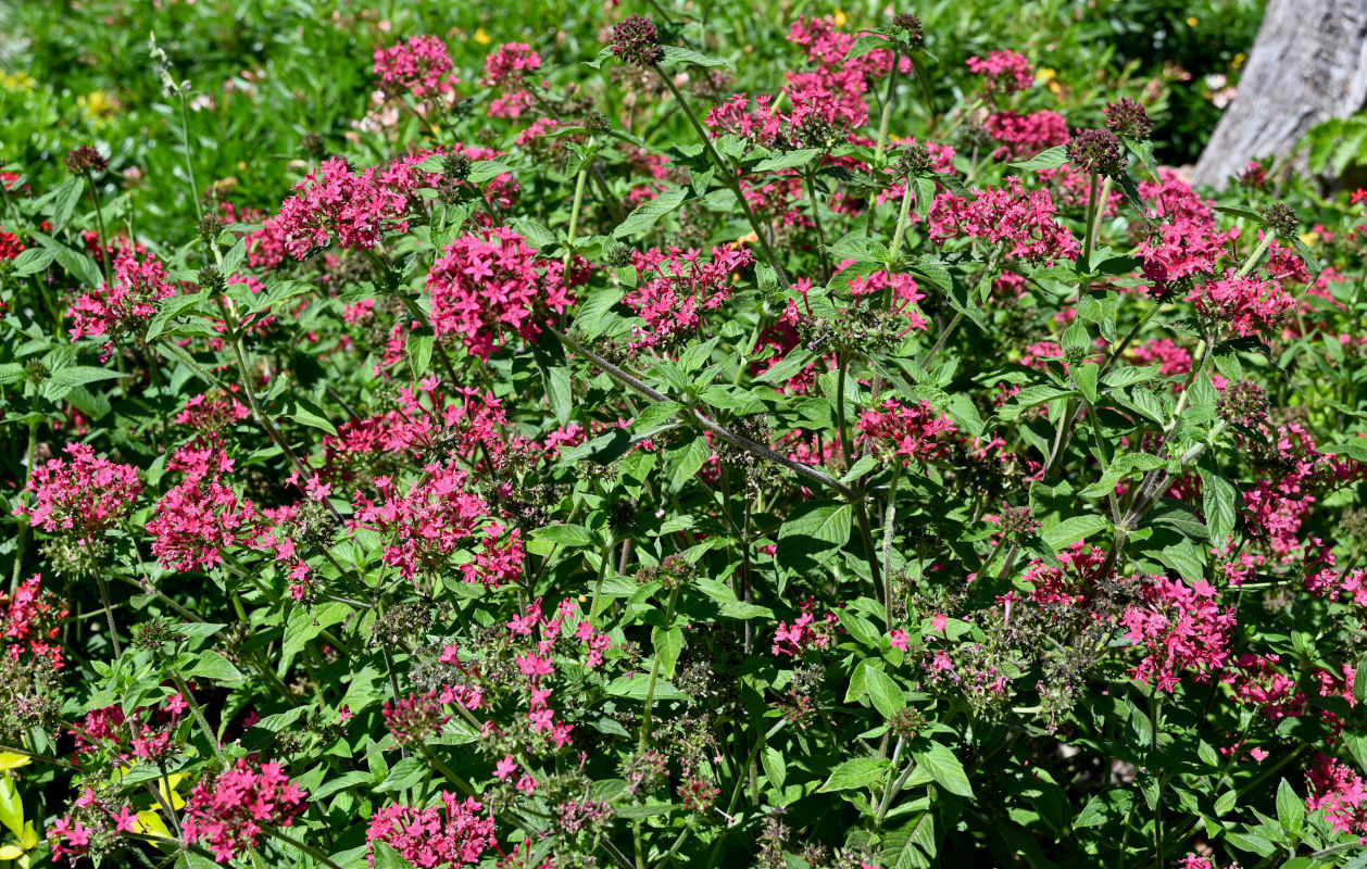 Изображение особи Pentas lanceolata.