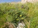 род Astragalus