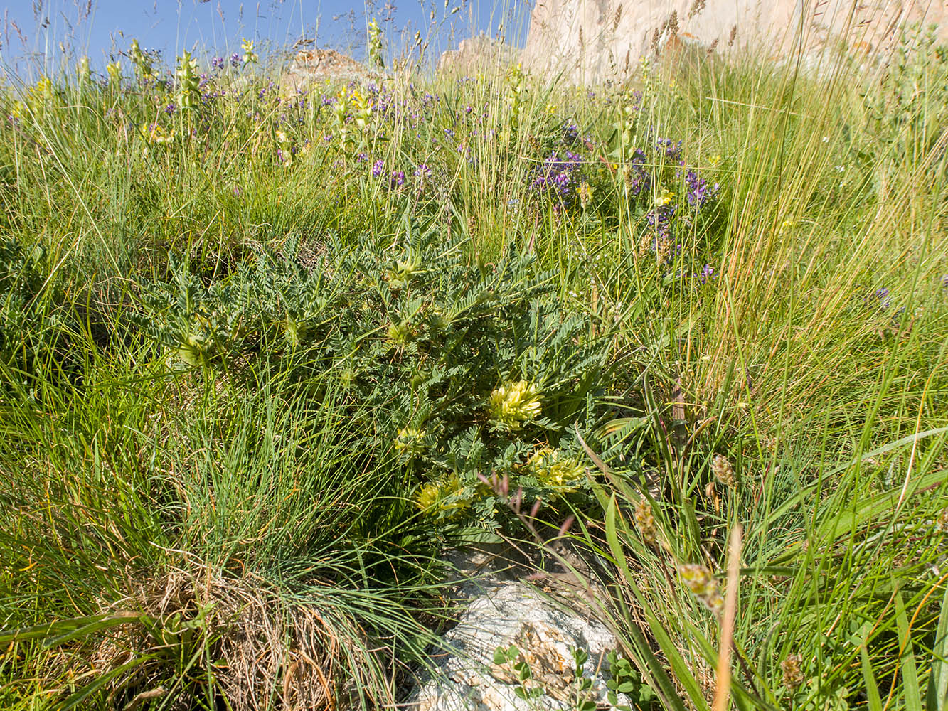 Image of Astragalus aureus specimen.