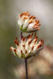 genus Anthyllis
