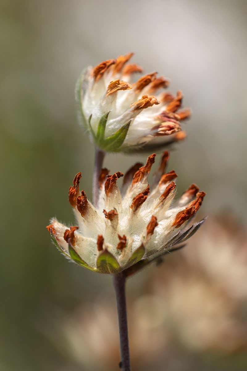 Image of genus Anthyllis specimen.