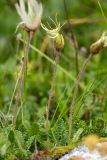 Dryas caucasica