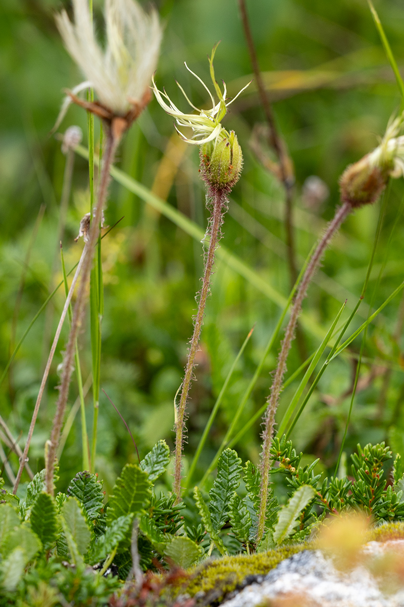 Изображение особи Dryas caucasica.