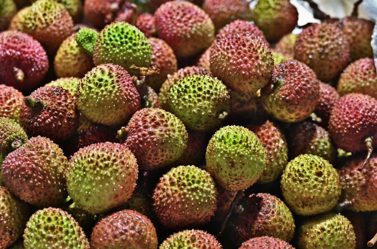 Изображение особи Litchi chinensis.