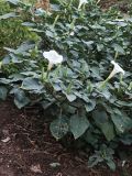 unknown species. Цветущие и плодоносящие растения. Волгоград, Красноармейский р-н, у грунтовой дороги. 08.09.2026.