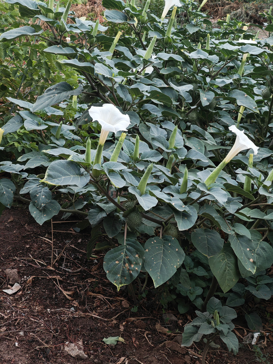 Image of Unknown species specimen.