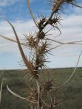 Agriophyllum pungens. Часть прошлогоднего побега с соплодиями. Казахстан, Алматинская обл., юго-зап. шлейфы Джунгарского Алатау, окр. вдхр. Капчагай, участок закреплённых песков. 27 апреля 2026 г.