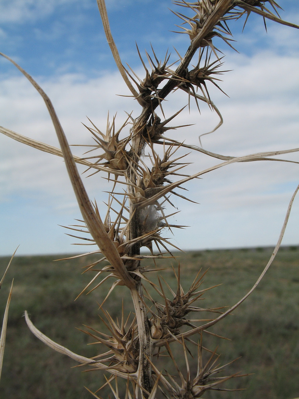 Image of Agriophyllum pungens specimen.